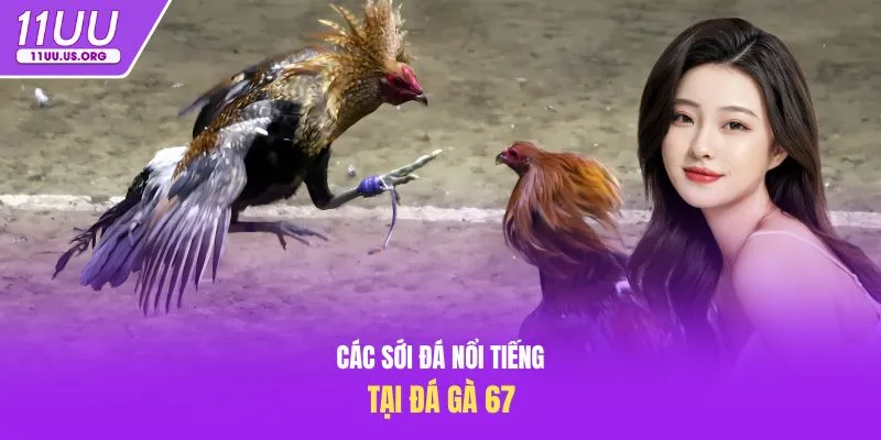 Các sới đá nổi tiếng tại đá gà 67